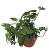 Monstera Obliqua suspension Ø 25 cm la jardinerie de pessicart nice 06