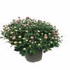 chrysantheme pomponette p19 rose - la jardinerie de pessicart nice 06