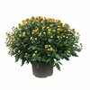 chrysantheme pomponette p19 orange - la jardinerie de pessicart nice 06