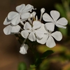 Plumbago pot 3 litres fleur blanche - la jardinerie de pessicart nice 06