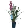 cymbidium rose - la jardinerie de pessicart nice 06