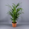 Dypsis lutescens - Pot Ø 17 cm - Hauteur 60-70 cm _ la jardinerie de Pessicart Nice 06100