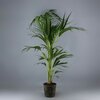 Kentia - Pot Ø 17 cm - Hauteur 100-110 cm _ la jardinerie de Pessicart Nice 06100