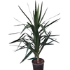Yucca 1 pieds - Pot Ø 24 cm - hauteur 120 cm _ la jardinerie de Pessicart Nice 06100