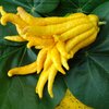 Citronnier Main de Bouddha pot 35 litres hauteur 250 cm avec fruits _ la jardinerie de Pessicart Nice 06100