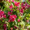 Weigela Bristol Ruby - la jardinerie de Pessicart Nice 06100