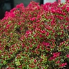 Weigela Red Prince _ la jardinerie de Pessicart Nice 06100