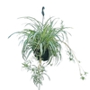 Chlorophytum - Suspension (convertible en pot) Ø 22 cm _ la jardinerie de Pessicart Nice 06100