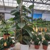 Ficus Elastica Robusta pot Ø 21 cm 3 tiges - hauteur 90 cm _ la jardinerie de Pessicart Nice 06100