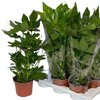 Fatsia japonica - Pot 17cm - Hauteur 60 cm _ la jardinerie de Pessicart Nice 06100