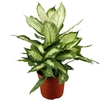 Dieffenbachia  - Pot Ø 17 cm - Hauteur 60 cm _ la jardinerie de Pessicart Nice 06100