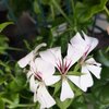 Géranium lierre Roi des balcons pot de 14 cm - Blanc _ la jardinerie de Pessicart Nice 06100