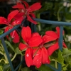 Géranium lierre Roi des balcons pot de 14 cm - Rouge _ la jardinerie de Pessicart Nice 06100