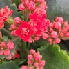 Kalanchoe - Pot 15 cm - Rouge _ la jardinerie de Pessicart Nice 06100