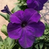 Pétunia godet 6x6 cm - Fleurs violet