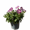 Petunia rose blanc _ la jardinerie de Pessicart Nice 06100