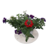 VERVEINE TRICOLORE_ la jardinerie de Pessicart Nice 06100