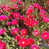 Ficoides Pot Ø14 (1.5L) - rouge _ la jardinerie de Pessicart Nice 06100