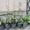 Jasmin Trachelospermum jasminoides pot Ø 18 cm hauteur 40 - 60 cm _ la jardinerie de Pessicart Nice 06100