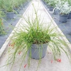 Russelia Equisetiformis pot de 3 litres _ la jardinerie de Pessicart Nice 06100