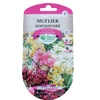 Muflier demi nain Varié 0.8 gr _ la jardinerie de Pessicart Nice 06100