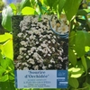 Sourire D'orchidée _ la jardinerie de Pessicart Nice 06100