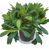 Pittosporum tobira Nana - Pittospore du Japon - Pot 4 litres _ la jardinerie de Pessicart Nice 06100