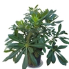 Pittosporum tobira - Pittospore du Japon - Pot 4 litres _ la jardinerie de Pessicart Nice 06100