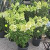 Hortensia Hydrangea Paniculé pot de 35 litres hauteur 90-100 cm _ la jardinerie de Pessicart Nice 06100