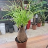 Beaucarnea Nolina Pot Ø 10.5 cm _ la jardinerie de Pessicart Nice 06100