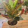 Croton Hauteur 40-50 cm Pot Ø 17 cm (2L) _ la jardinerie de Pessicart Nice 06100