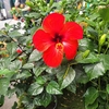 Hibiscus Rosa Sinensis Hauteur 40-50 cm Pot 2.5 litres - rouge _ la jardinerie de Pessicart Nice 06100