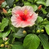 Hibiscus Rosa Sinensis Hauteur 40-50 cm Pot 2.5 litres - rose _ la jardinerie de Pessicart Nice 06100
