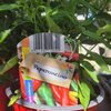 Piments Peperoncino en pots - Fruits charnus rouges - DOUX _ la jardinerie de Pessicart Nice 06100