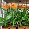 Strelizia reginae - pot 1.5 litre - Hauteur 50 cm + fleur artificielle_la jardinerie de Pessicart Nice 06100