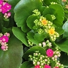 Kalanchoe - coupe - multicolore _la jardinerie de Pessicart Nice 06100