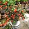 Solanum pseudocapsicum pot de 3 litres _la jardinerie de Pessicart Nice 06100 (1)