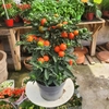 Solanum pseudocapsicum pot de 1.5 litres _la jardinerie de Pessicart Nice 06100 (1)