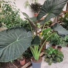 Alocasia Macrorrhiza Blac Stem  - pot 15 litre - Hauteur 150 cm_la jardinerie de Pessicart Nice 06100