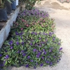 Véronique arbustive Addenda pot Ø 19 cm hauteur 30-35 cm _la jardinerie de Pessicart Nice 06100 (1)