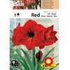 1 Amaryllis rouge double Cal 22_24 _la jardinerie de Pessicart Nice 06100