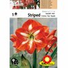 1 Amaryllis rouge strié de blanc double Cal 22-24_la jardinerie de Pessicart Nice 06100