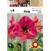 1 Amaryllis rose double Cal 22-24 _la jardinerie de Pessicart Nice 06100