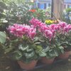 Cyclamen pot 16 cm - Bicolor _la jardinerie de Pessicart Nice 06100 (1)