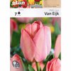 7 bulbes tulipe van Eijk Cal 12+_la jardinerie de Pessicart Nice 06100 (1)