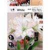 1 Amaryllis blanc double Cal 22_24 _la jardinerie de Pessicart Nice 06100