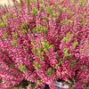 Bruyère (Calluna) pot 1.5 litre fuschia _la jardinerie de Pessicart Nice 06100