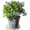 Solanum rantonetti - Arbre à gentiane - Morelle de Rantonnet _la jardinerie de Pessicart Nice 06100 (1)