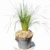 Stipa Pot 19 cm _la jardinerie de Pessicart Nice 06100 (1)