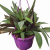 Misère Suspension - Pot Ø 15 cm - Tradescantia_la jardinerie de Pessicart Nice 06100 (1)